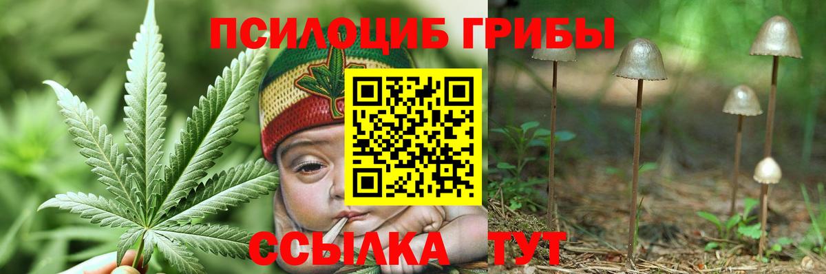 Псилоцибиновые грибы Psilocybine cubensis Барабинск